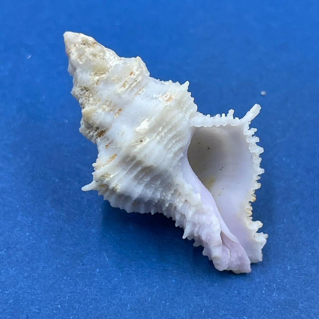 #2 Coralliophila fearnleyi 28mm F+ Bohol Straits, Philippines, Tanker Net