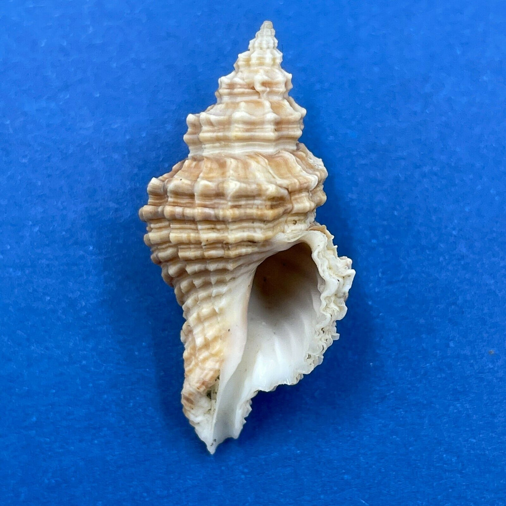 #3 Lataxiena fimbriata 32mm F++ Southwest Taiwan, 20-40 Fathoms