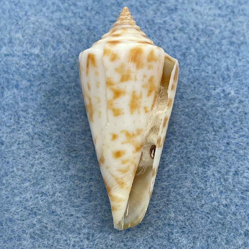 #4 Conus regularis 37.4mm F+ W/O San Carlos Bay, Mexico In Sand Trails 1969