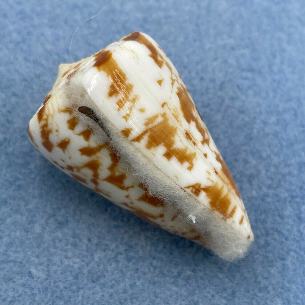 Conus caracteristicus 41.6mm F++ W/O Dredged Off Madras, India 1981