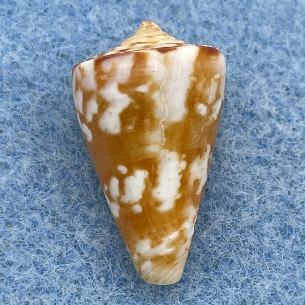 Conus brasiliensis 19.9mm F++ Pontal do Una, Espirito Santo, Brazil, Fished