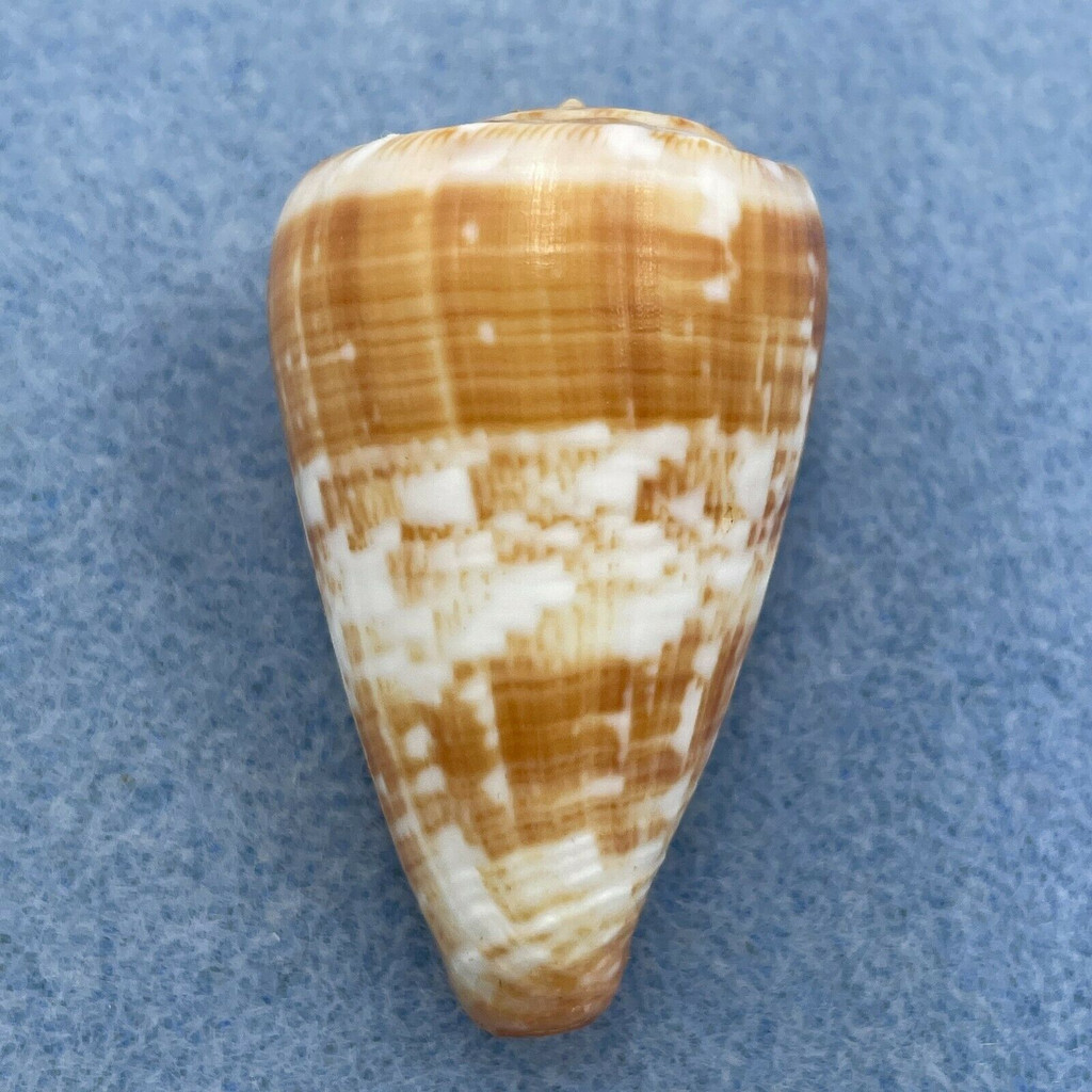 Conus venulatus 42.6mm F+/++ Sal Rei Bay, Cape Verde In Sand, 2-4m