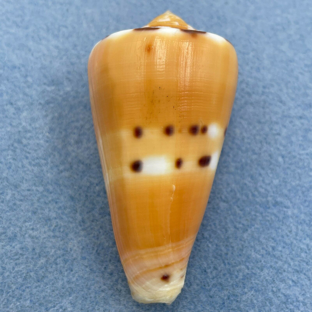 Conus barthelemyi 62.4mm F++ W/O RARE St. Paul, Reunion Island 1974