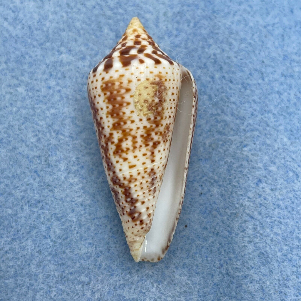 #3 Conus (Ximeniconus) ximenes 40.4mm F++ West Panama, By Dive