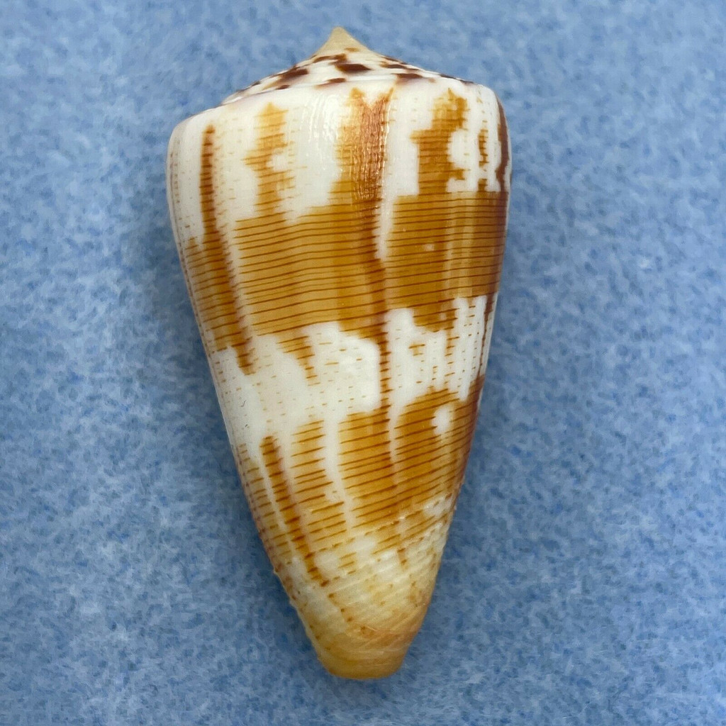 Conus striatellus 42.8mm F++ Mozambique