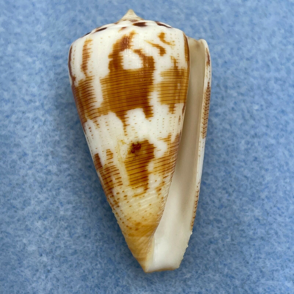 Conus striatellus 42.8mm F++ Mozambique