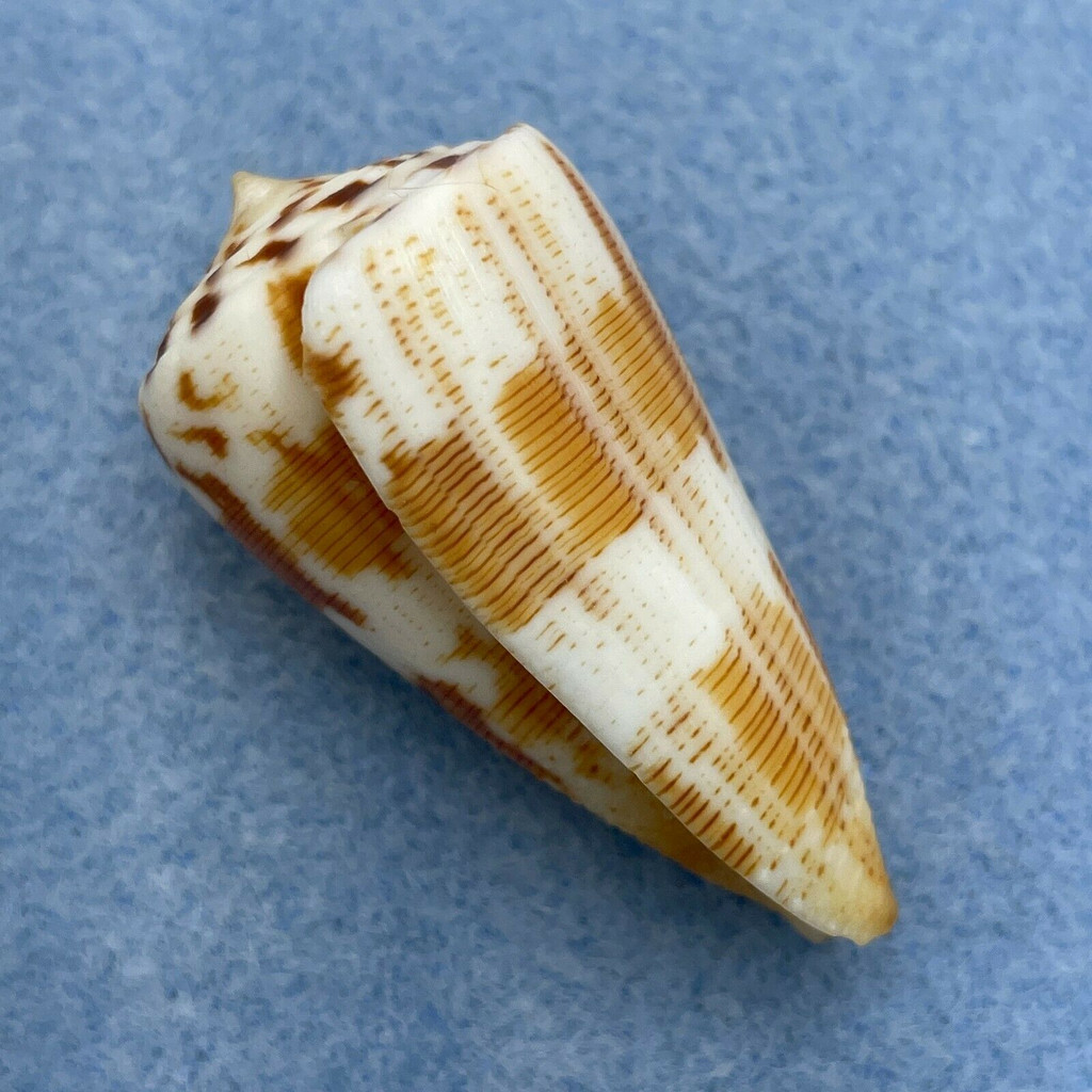 Conus striatellus 42.8mm F++ Mozambique