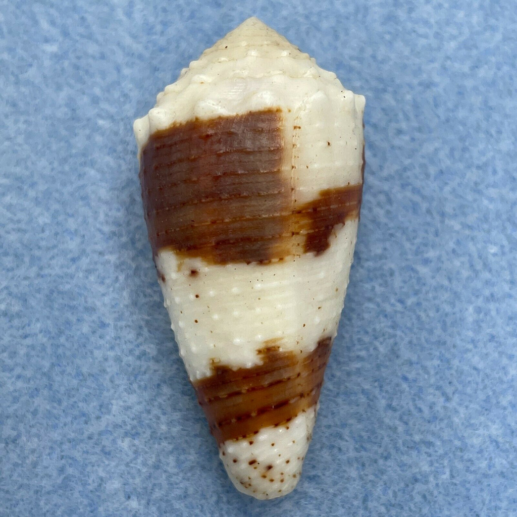 #5 Conus varius 46.6mm F/+ Marau Sound, Solomon Islands 10' In Sand