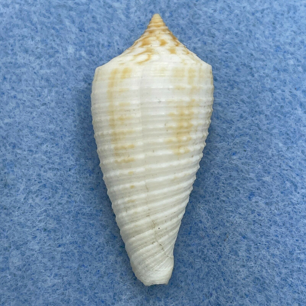 Conus asiaticus 37.9mm F+ Dredged 20 Fathoms, Tai-Chung, Taiwan