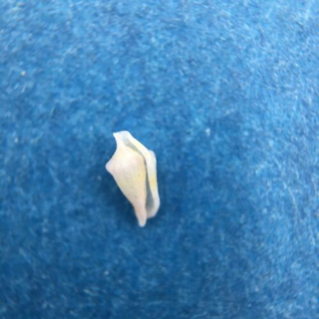 Rotaovula Hirohitoi 5.4mm Mactan, Cebu, Philippines, Trawled 200m