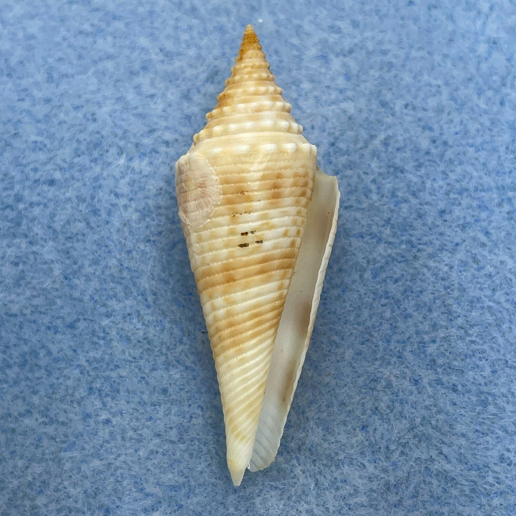 Conus orbignyi 39.1mm F++ SW Sea Of Taiwan, 1968