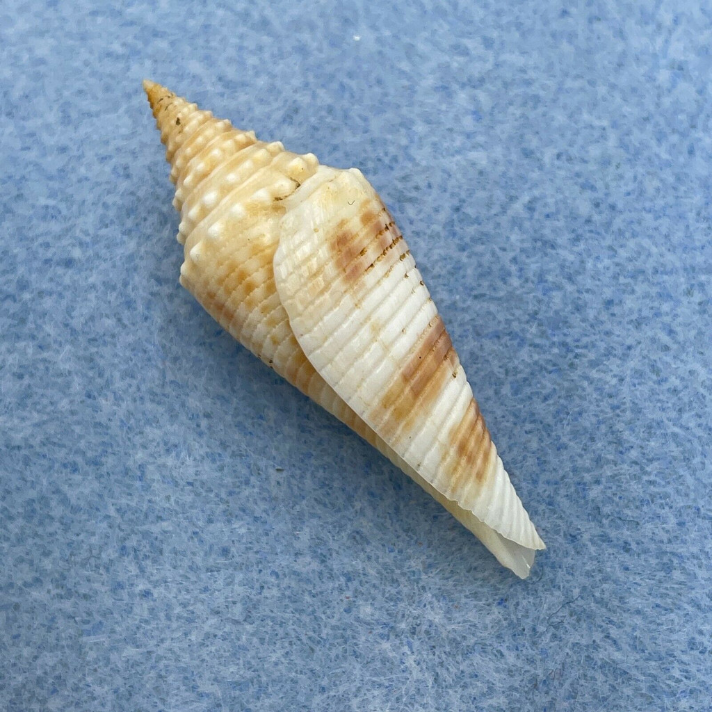 Conus orbignyi 39.1mm F++ SW Sea Of Taiwan, 1968