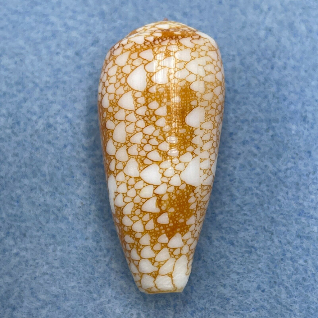 #2 Conus omaria viperinus 37.4mm F+ Golden Form, Olango, Philippines, Dived