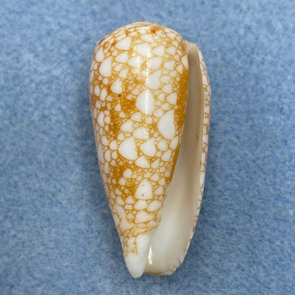 #2 Conus omaria viperinus 37.4mm F+ Golden Form, Olango, Philippines, Dived