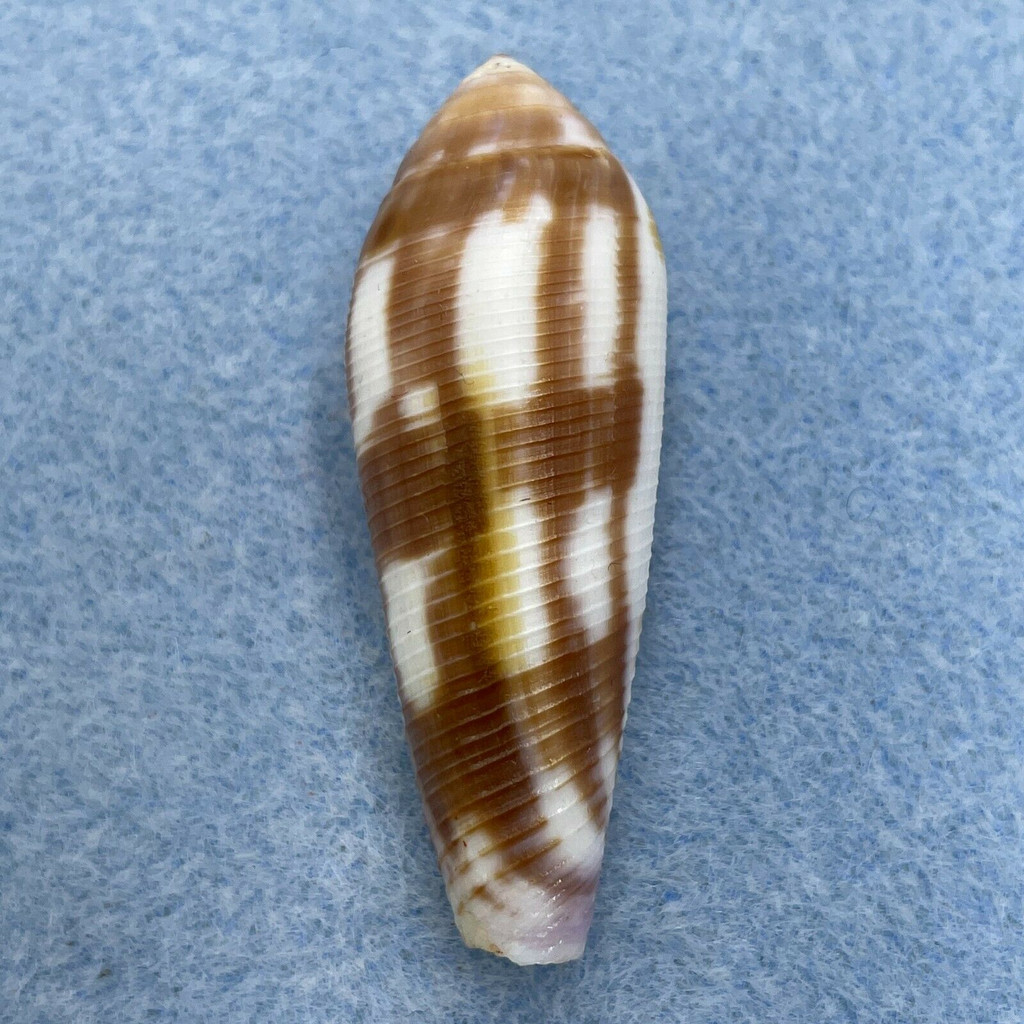 Conus violaceus 43.5mm F+ Mombasa, Kenya