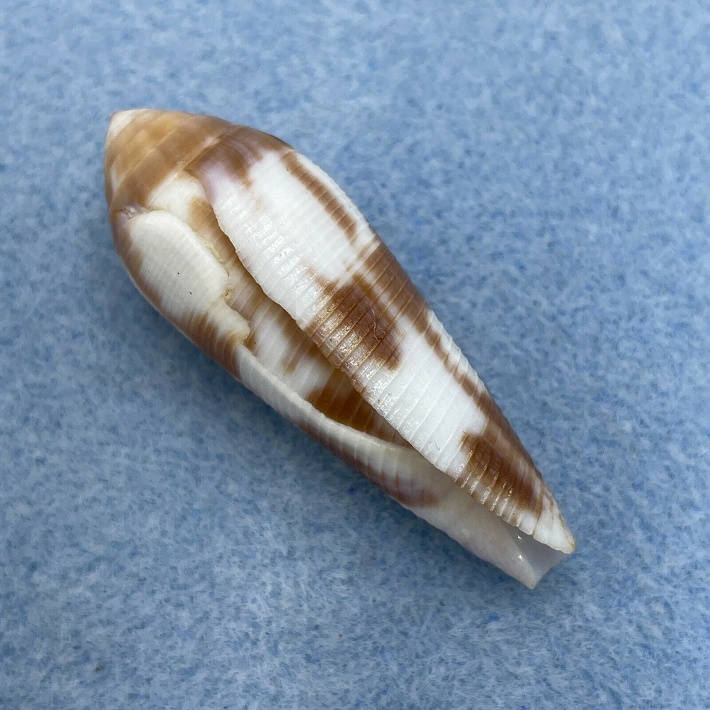 Conus violaceus 43.5mm F+ Mombasa, Kenya