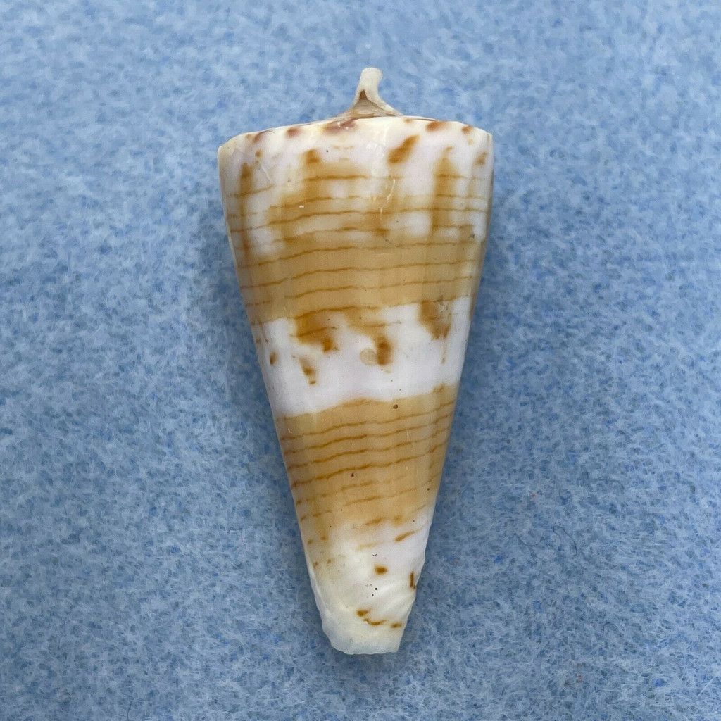 Conus urashimanus 39.2mm F++ Punta Engano, Cebu, Philippines