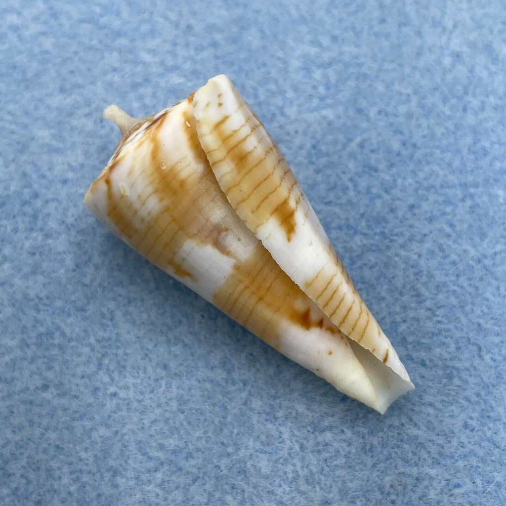 Conus urashimanus 39.2mm F++ Punta Engano, Cebu, Philippines