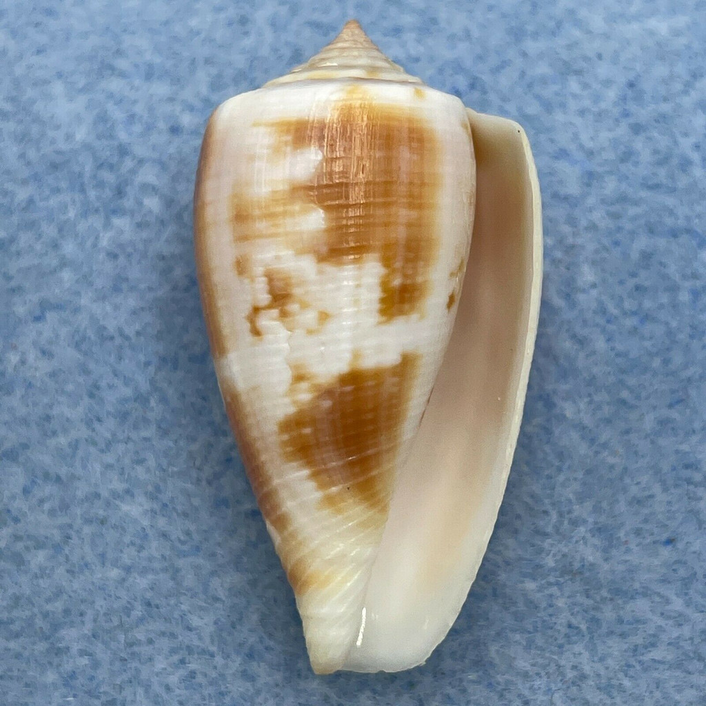 #4 Conus anemone novaehollandiae 33.7mm F++ Australia, 1974