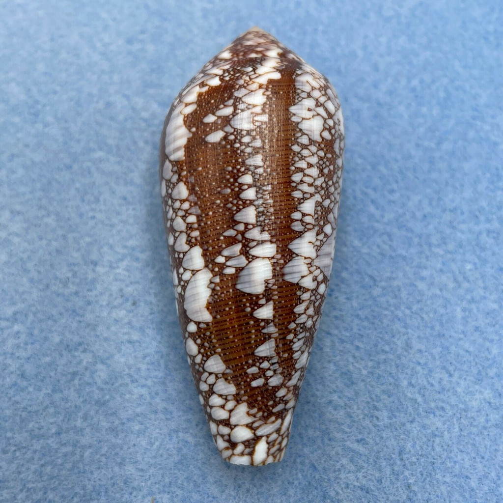 Conus pennaceus 60.8mm F+ Sanculo, Mozambique 3-8m Under Rocks 1985