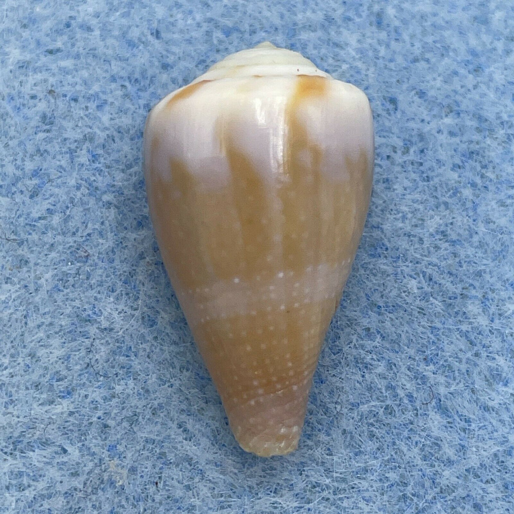 Conus rattus 22.4mm F+ Gulf Of Eilat, Red Sea 2-3m On Reef 1980