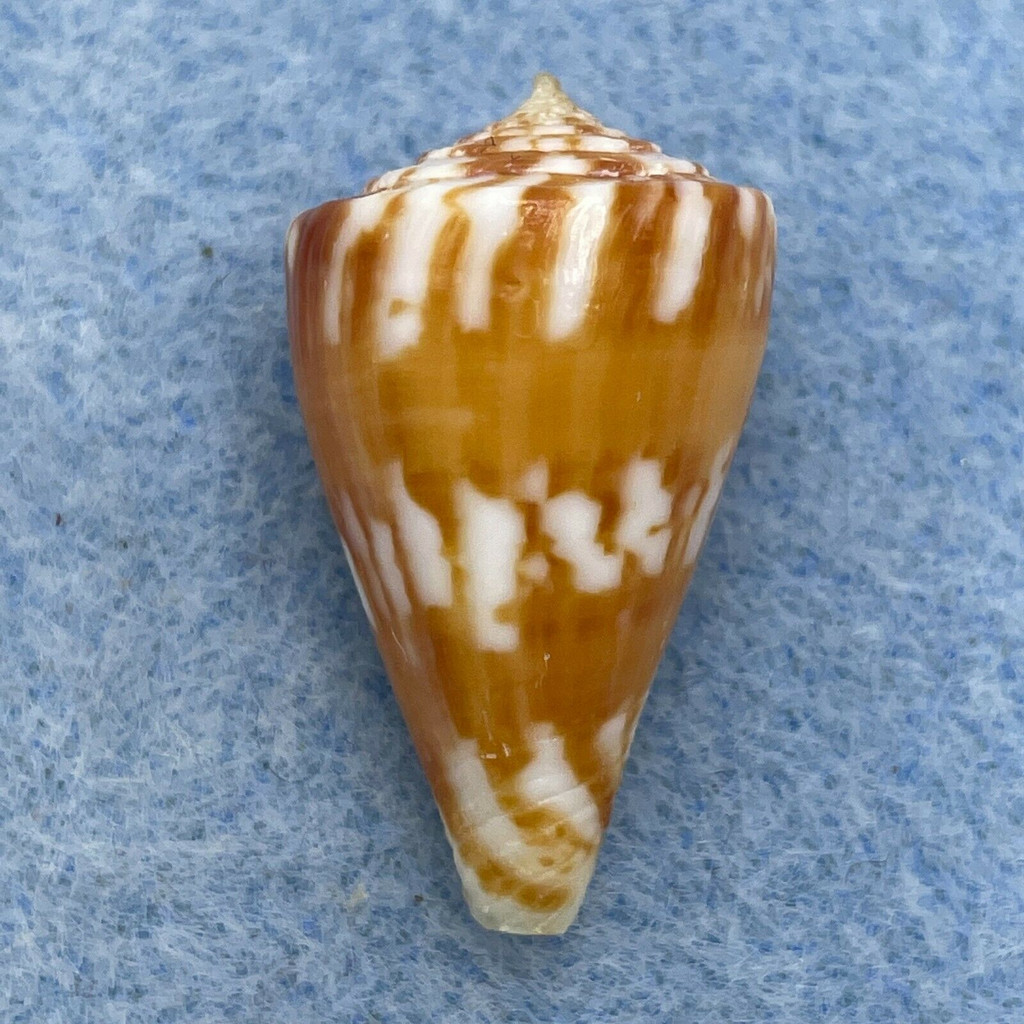 Conus capitanellus 24.7mm F++ Panlao, Bohol, Philippines, Netted 120m