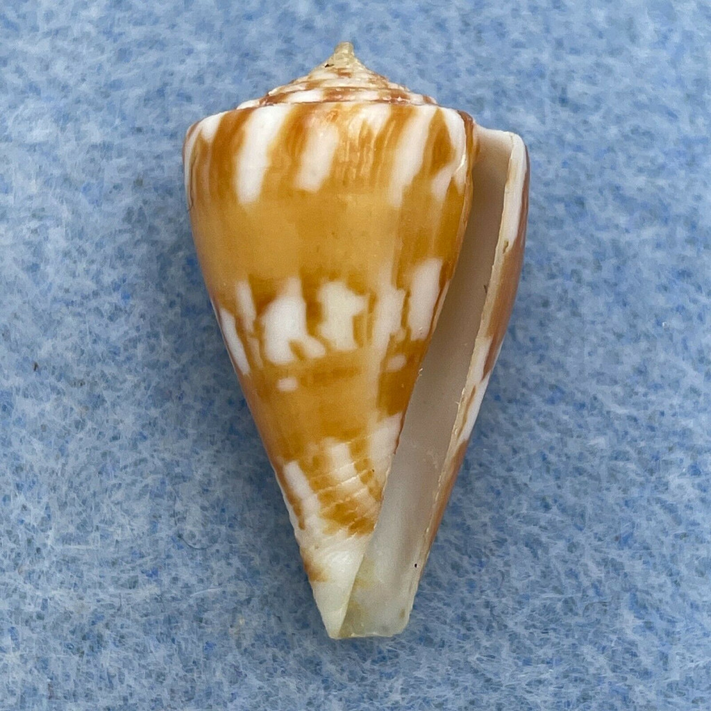 Conus capitanellus 24.7mm F++ Panlao, Bohol, Philippines, Netted 120m