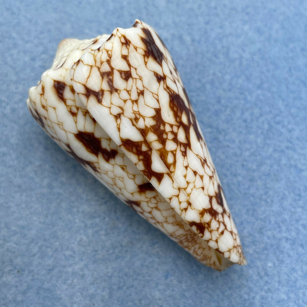 Conus araneosus nicobaricus 54.8mm F++ Carcar Point, Philippines 3-10m In Sand
