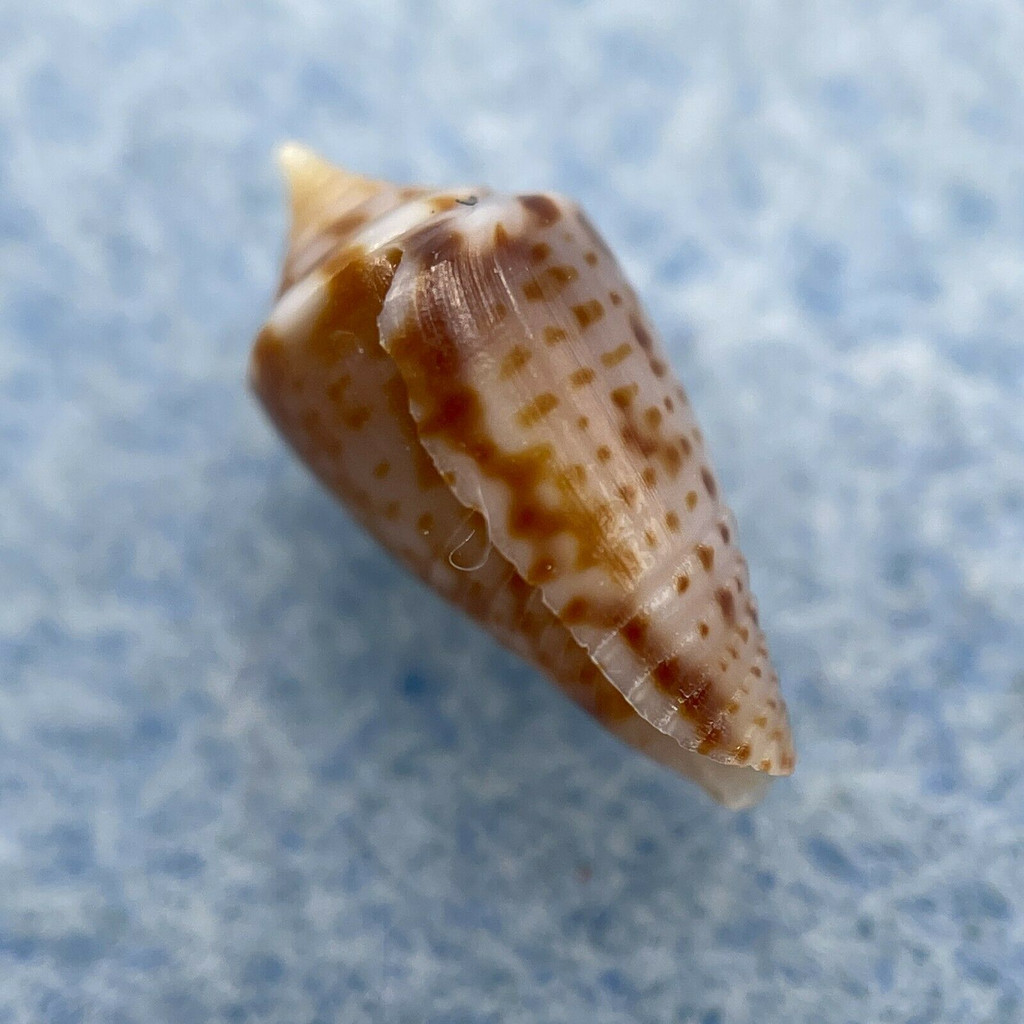 #4 Conus puncticulatus f. pygmaeus 11.3mm F++ Gosier, Guadeloupe, Dived 15m