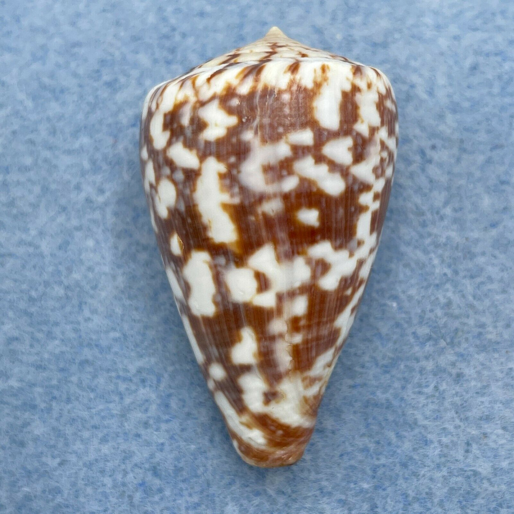 #2 Conus venulatus 39.4mm F++ Sal-Rei Bay, Cape Verde Islands 3-5m Under Rocks