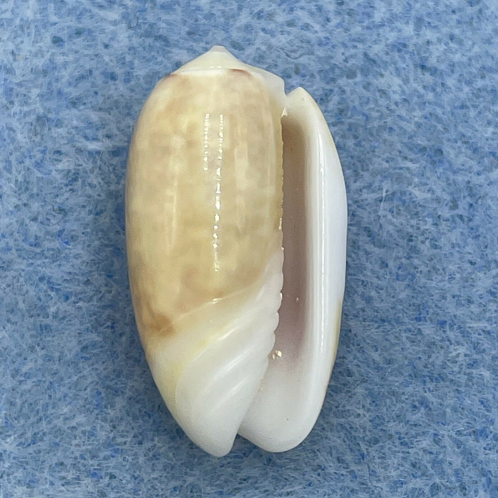 #6 Oliva carneola 20.9mm Gem No Data