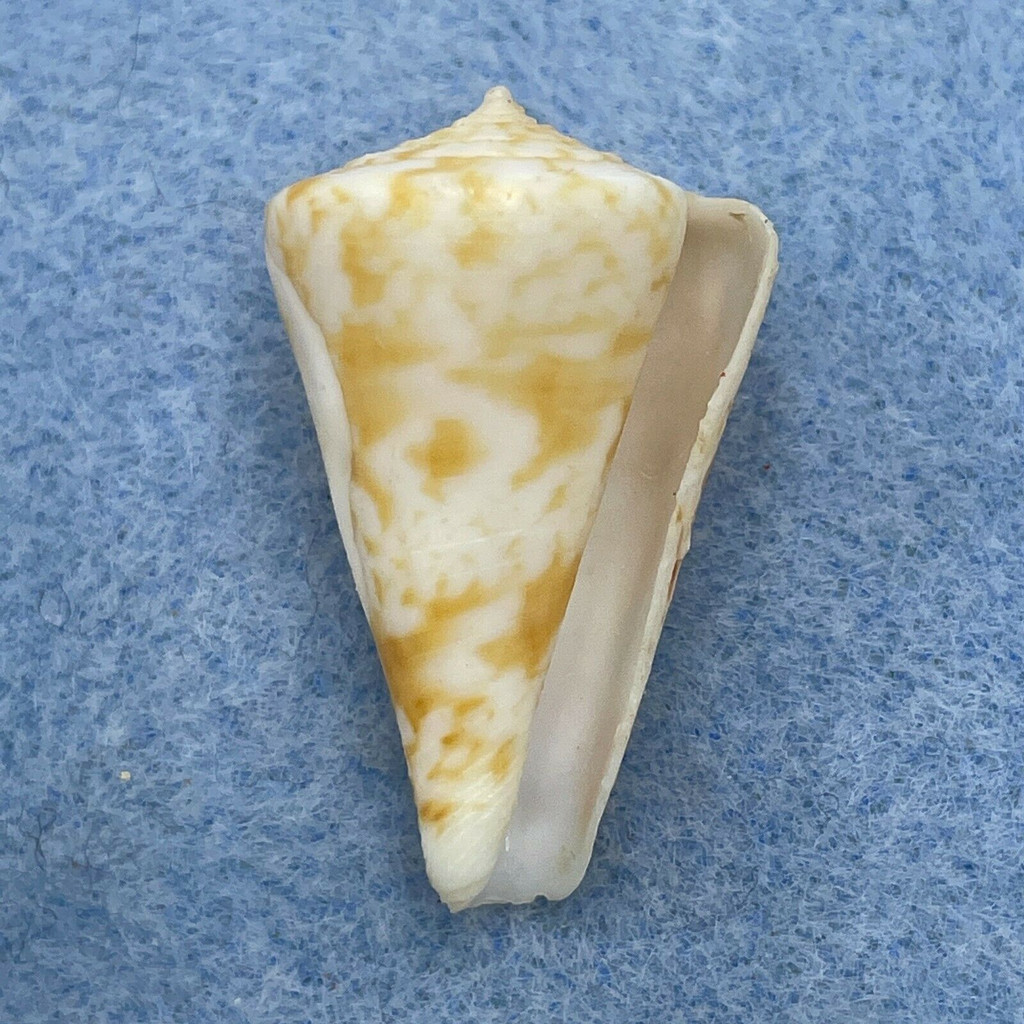 Conus wallangra 29.8mm F+ Cape Moreton, Queensland, Australia Trawled 90fms