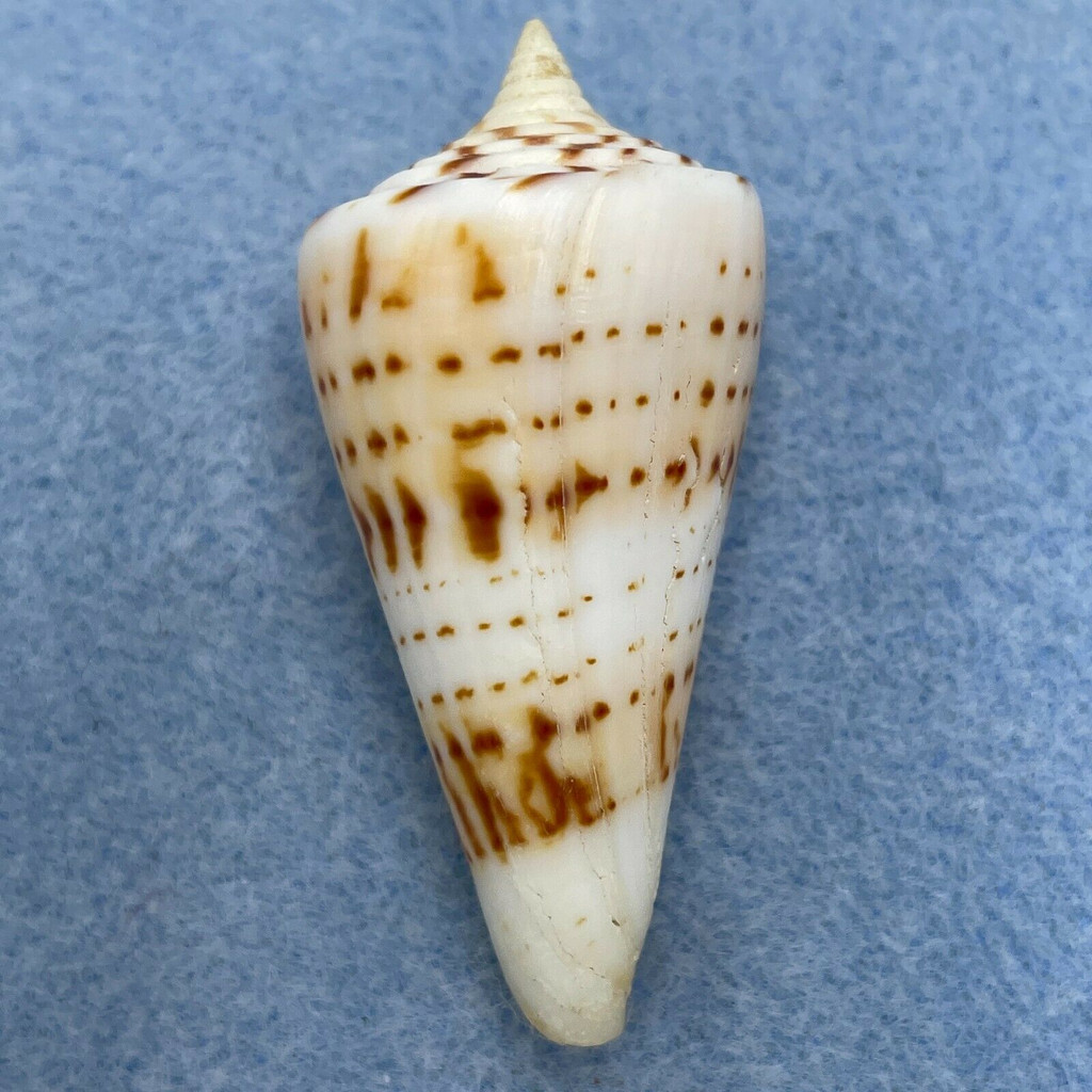 #4 Conus monile 48.4mm W/O F++ Cuddalore, India, By Dive 1979