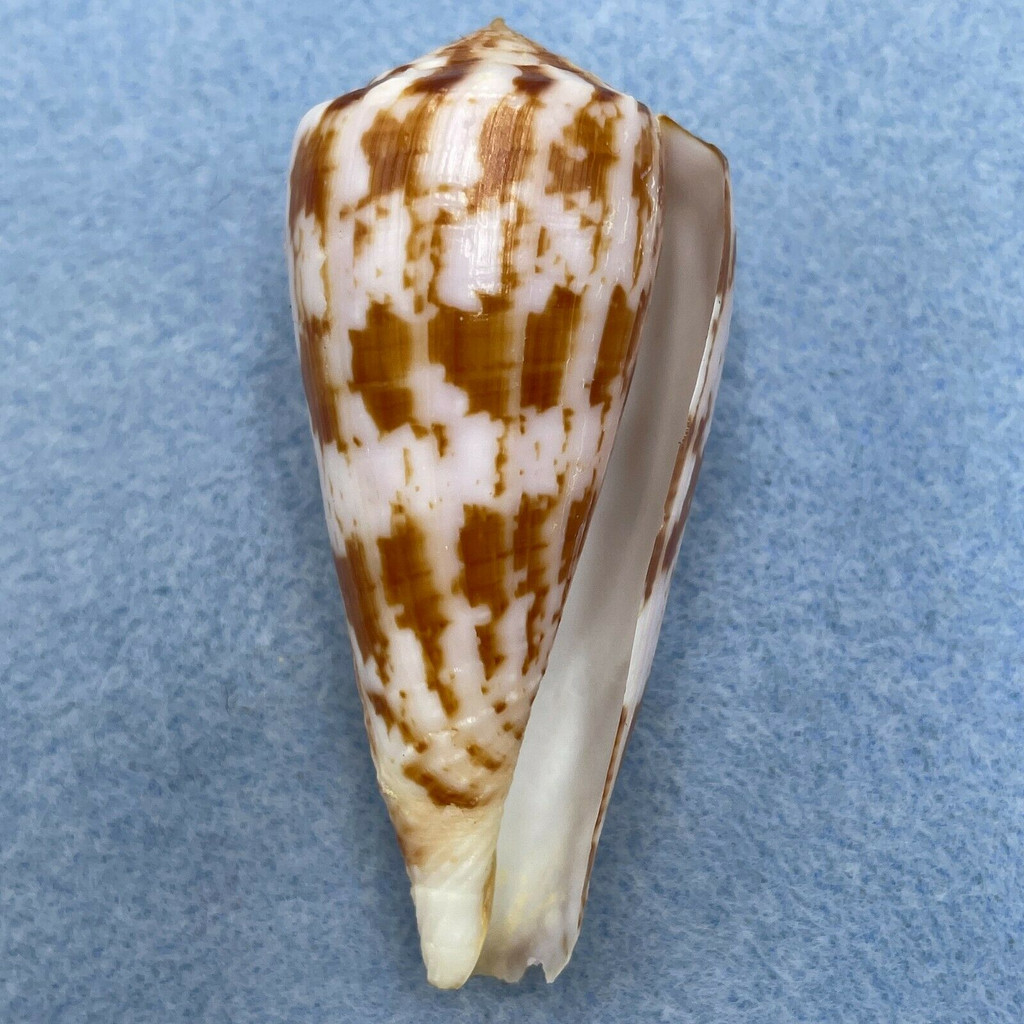 #2 Conus kinoshitai 61mm F+ Balut Is., Philippines Netted 90-100fms 1985