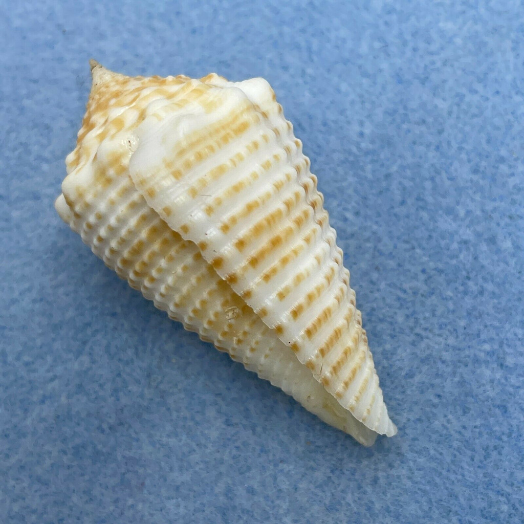 Conus grangeri 53.3mm F++ Bohol, Philippines, Netted 70-80 Fathoms