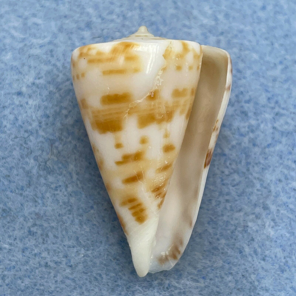 #2 Conus advertex 32.6mm F+ Cape Moreton, Qld, Australia Trawled 100fms