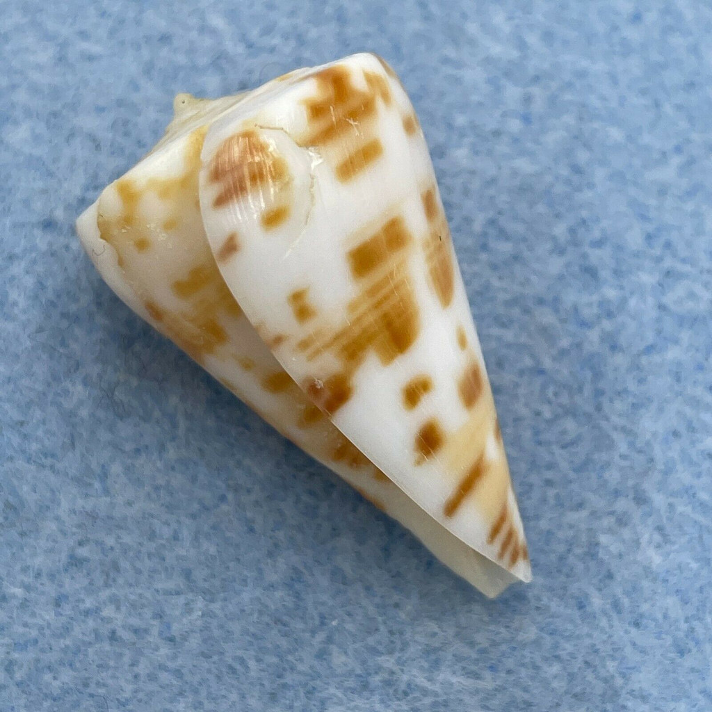 #2 Conus advertex 32.6mm F+ Cape Moreton, Qld, Australia Trawled 100fms