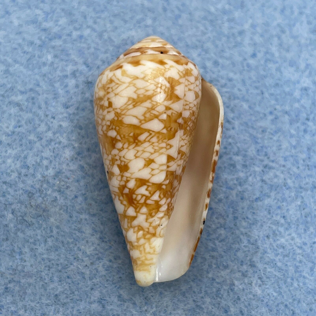 Conus natalis 31.9mm F East London, South Africa