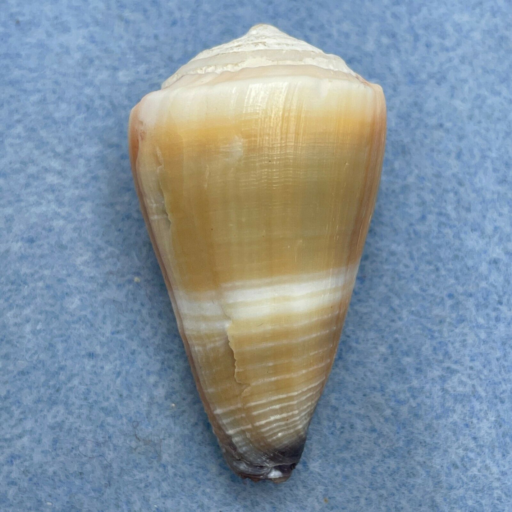 Conus suturatus 44.3mm F+ Feather Reef, Queensland, Australia In Sand