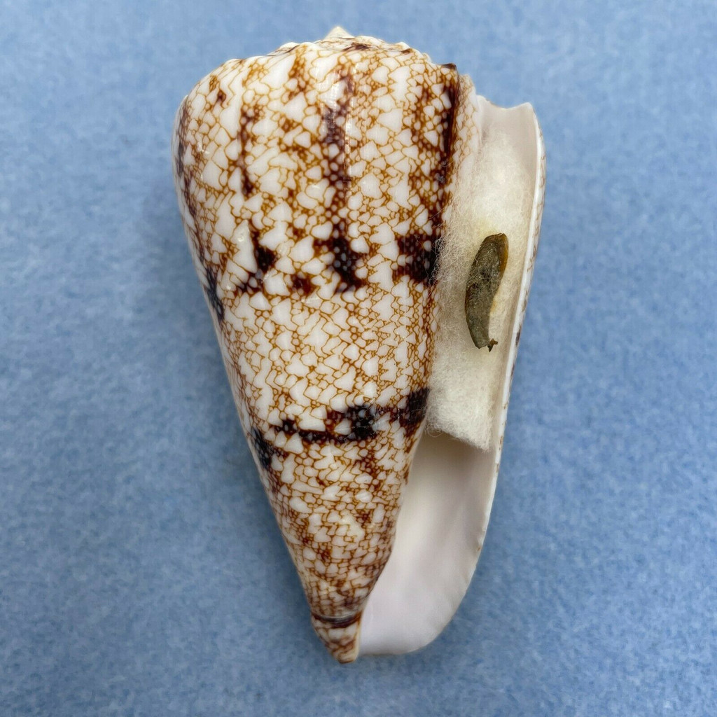 #2 Conus araneosus 73.4mm F++ W/O Rameswaram, India, By Dive 1982