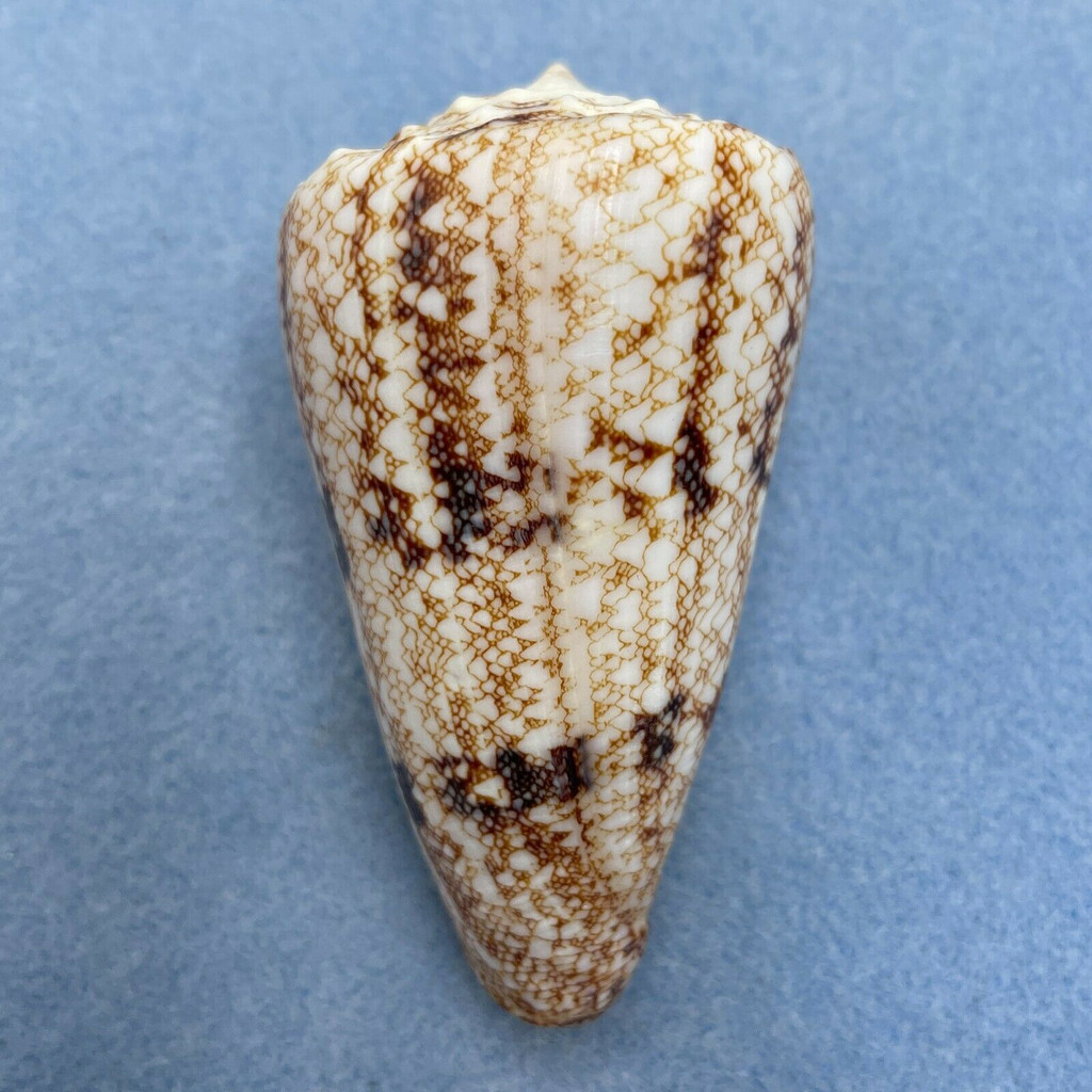 #2 Conus araneosus 73.4mm F++ W/O Rameswaram, India, By Dive 1982