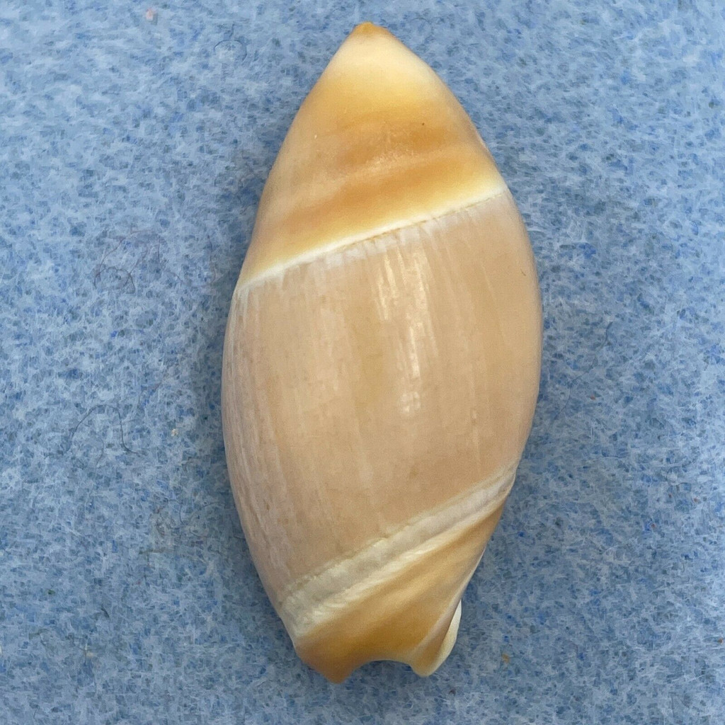 Amalda mucronata 34.3mm F On Beach, New Zealand