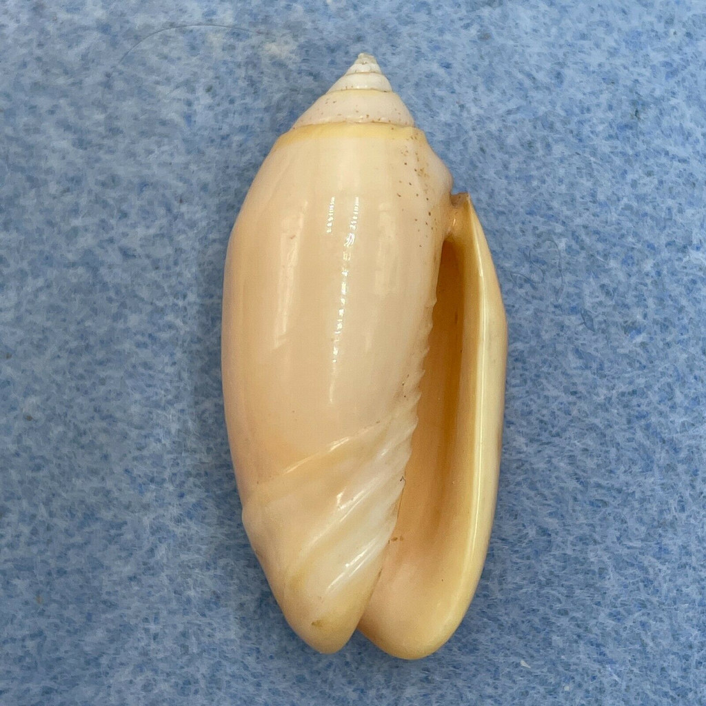 #5 Oliva amethystina carnicolor 36.7mm F+ Philippines