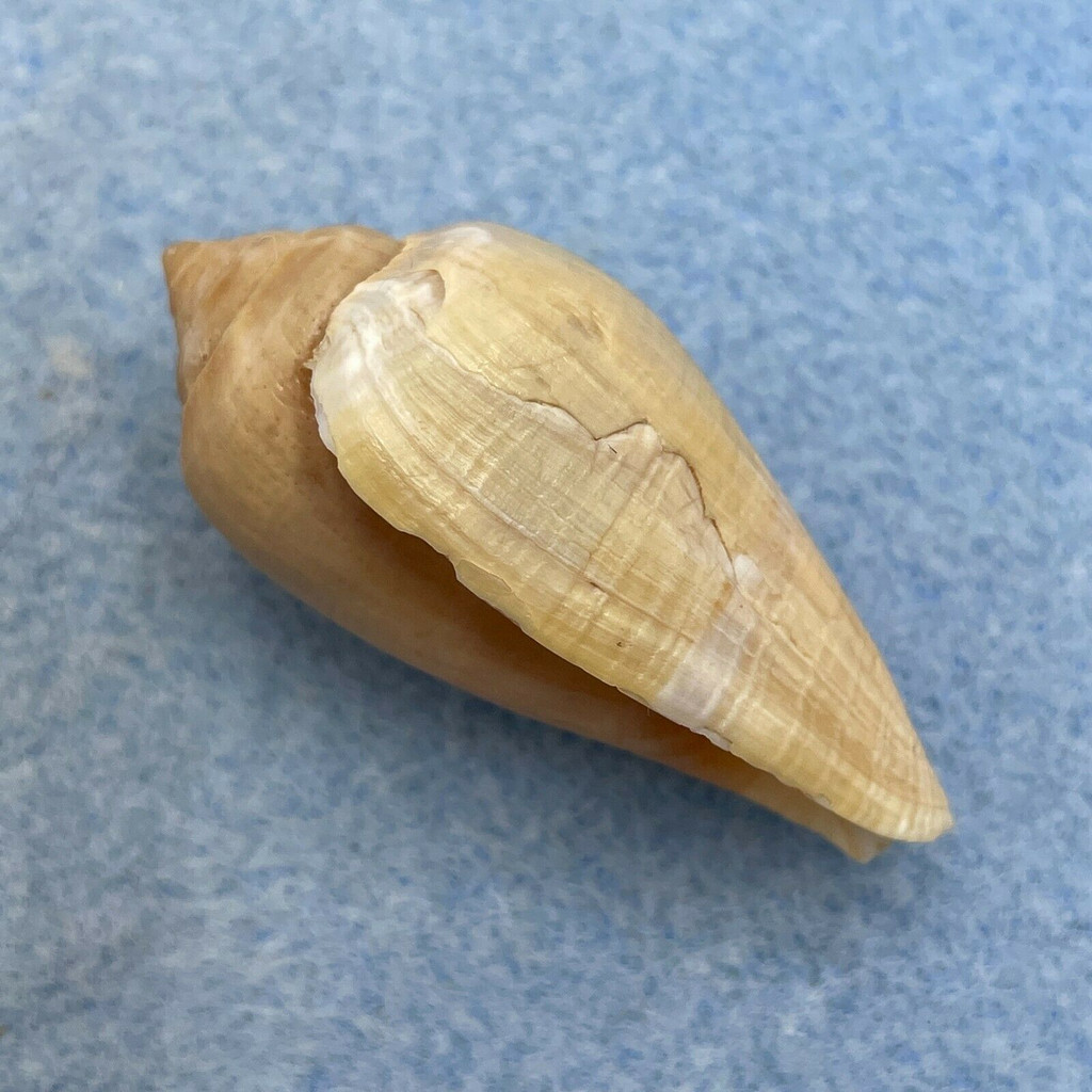 #4 Conus tinianus 40.5mm Dead Taken, Natal, South Africa