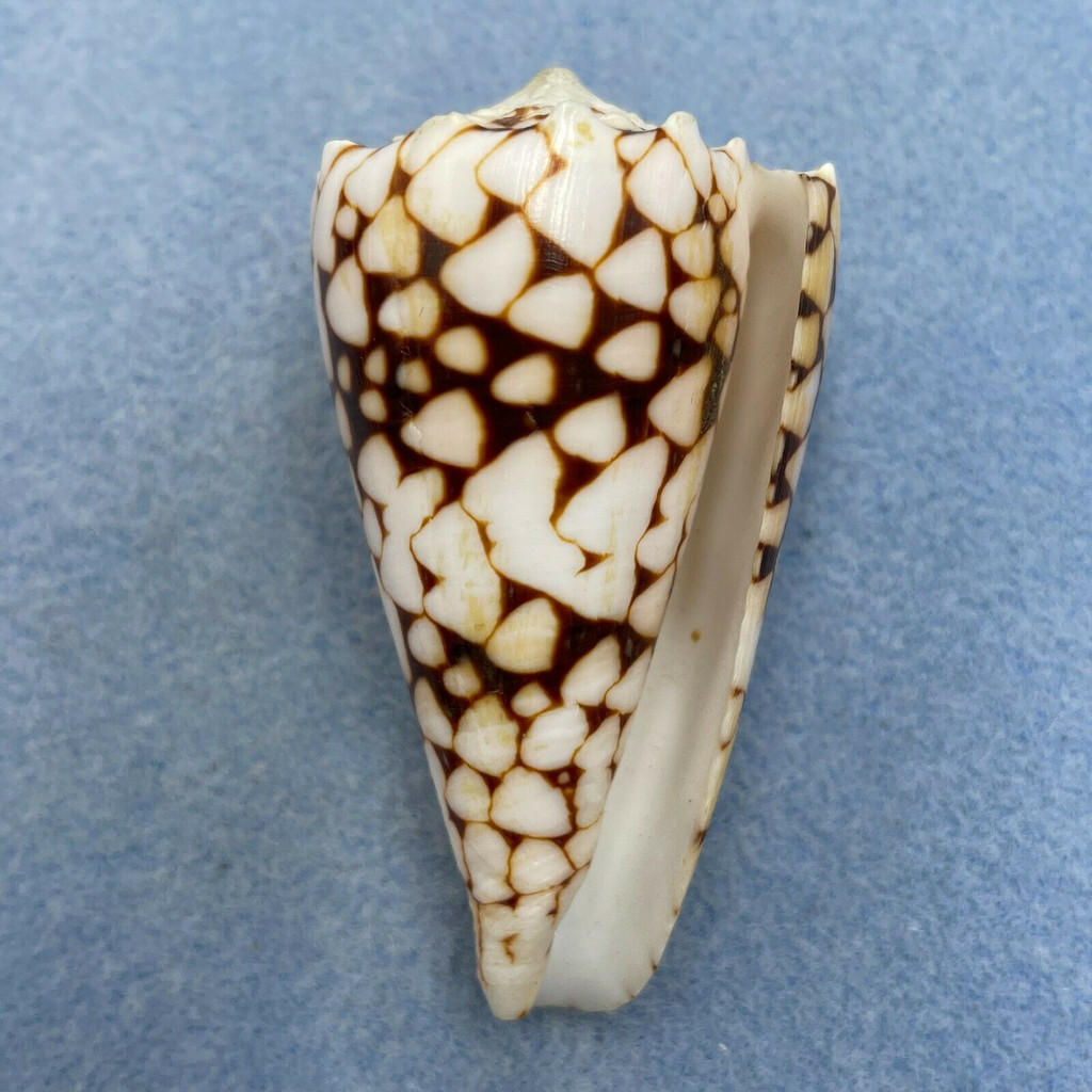 #4 Conus bandanus 64mm F++ Kwajalein, Marshall Islands, By Dive, 1976