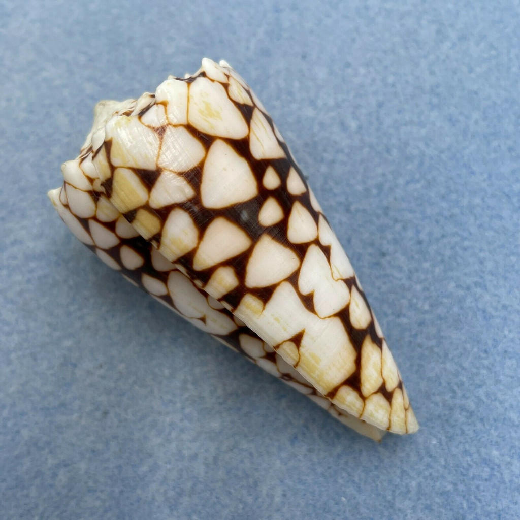 #4 Conus bandanus 64mm F++ Kwajalein, Marshall Islands, By Dive, 1976