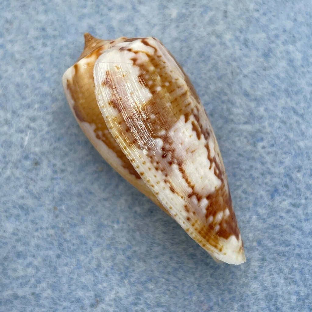 Conus cuvieri 31.8mm F+ Djibouti, 30'+ Near Reef