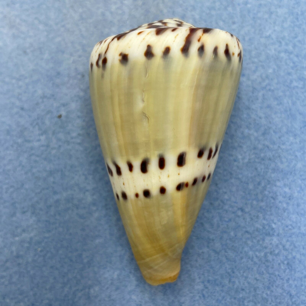 #3 Conus mustelinus 62.3mm F (Growth Mark) Philippines