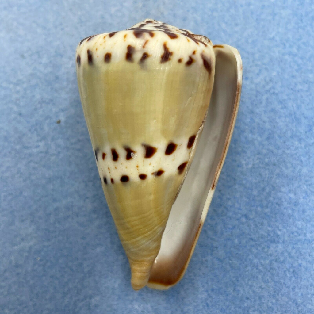 #3 Conus mustelinus 62.3mm F (Growth Mark) Philippines