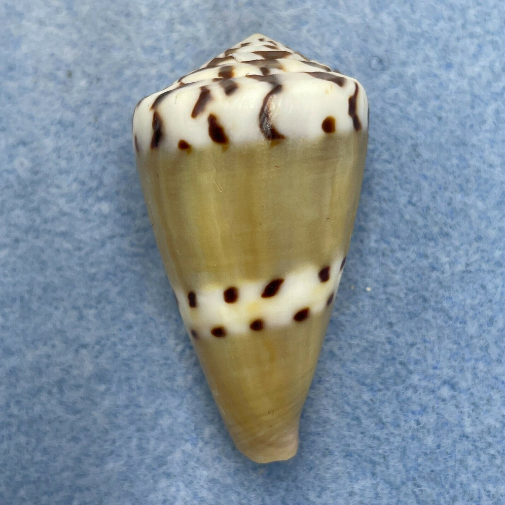 #12 Conus mustelinus 43.8mm F (Rough Lip) Philippines